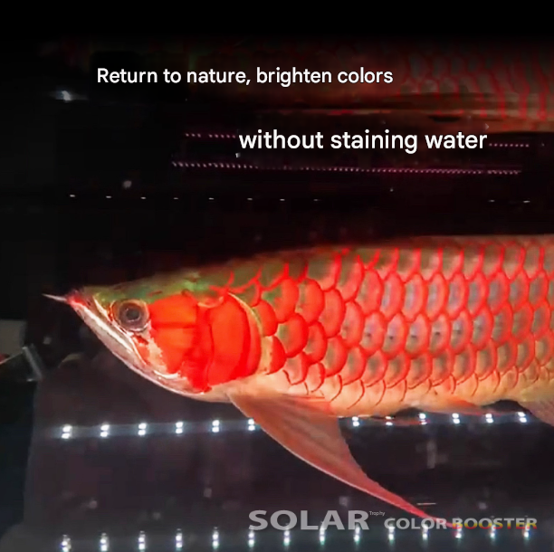 Neo Helios Solar Color Booster Light For Fish Tanning